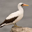 Nazca Booby